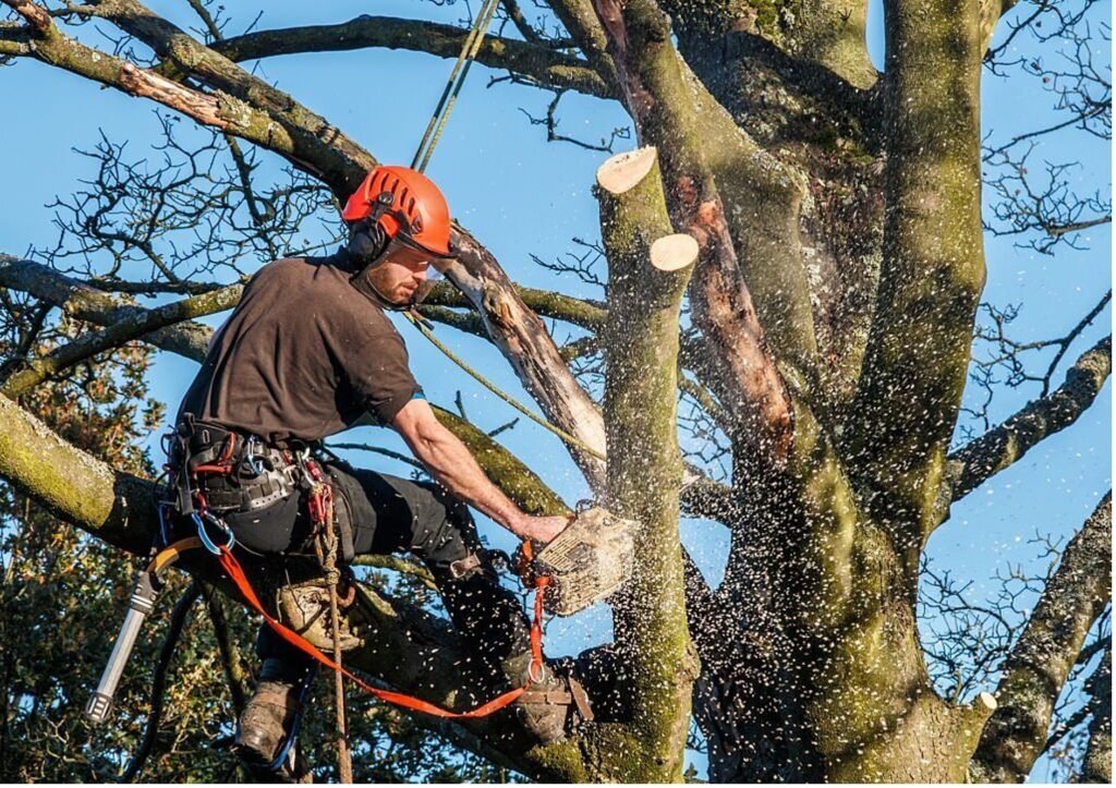 Baumpflege Baumschnitt Soest