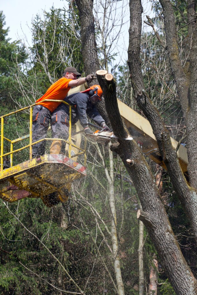 Baumpflege Baumkontrolle Soest